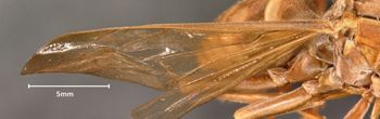 Media type: image;   Entomology 524 Aspect: Wing front